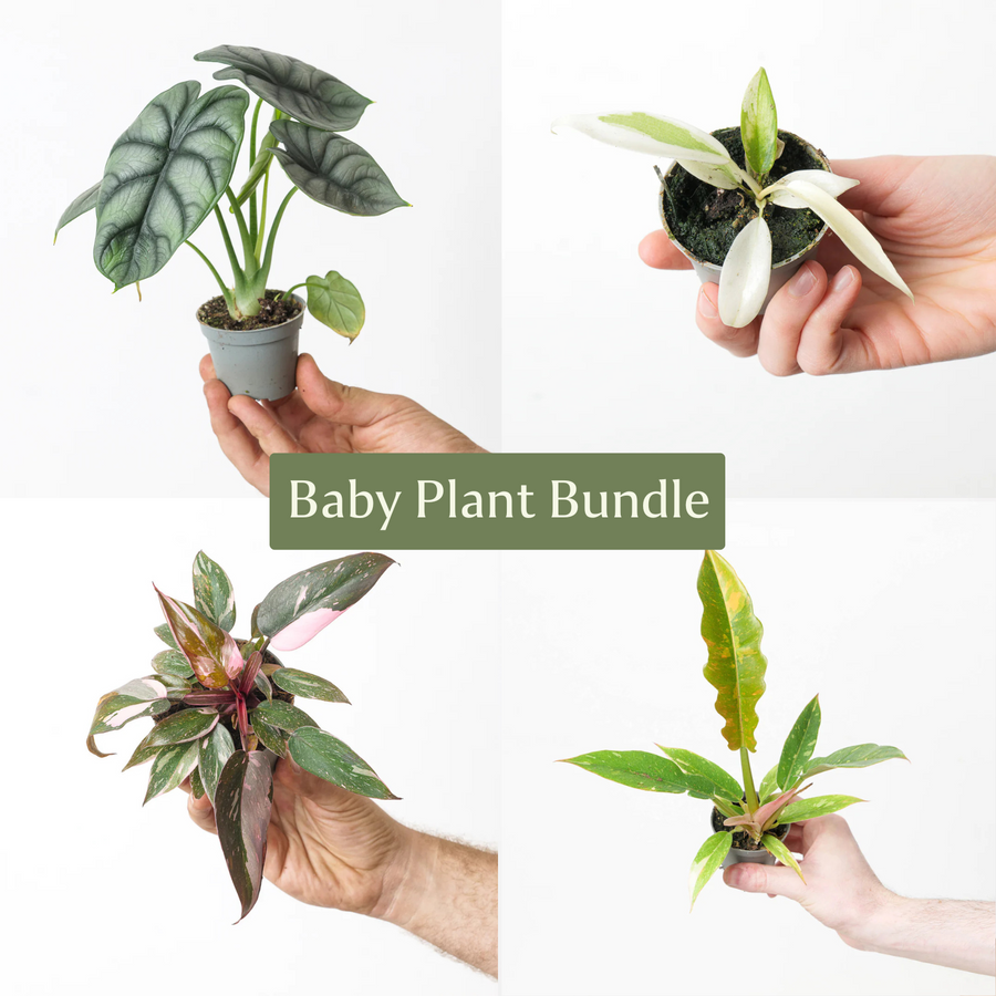 Unusual Baby Bundle - GROW TROPICALS