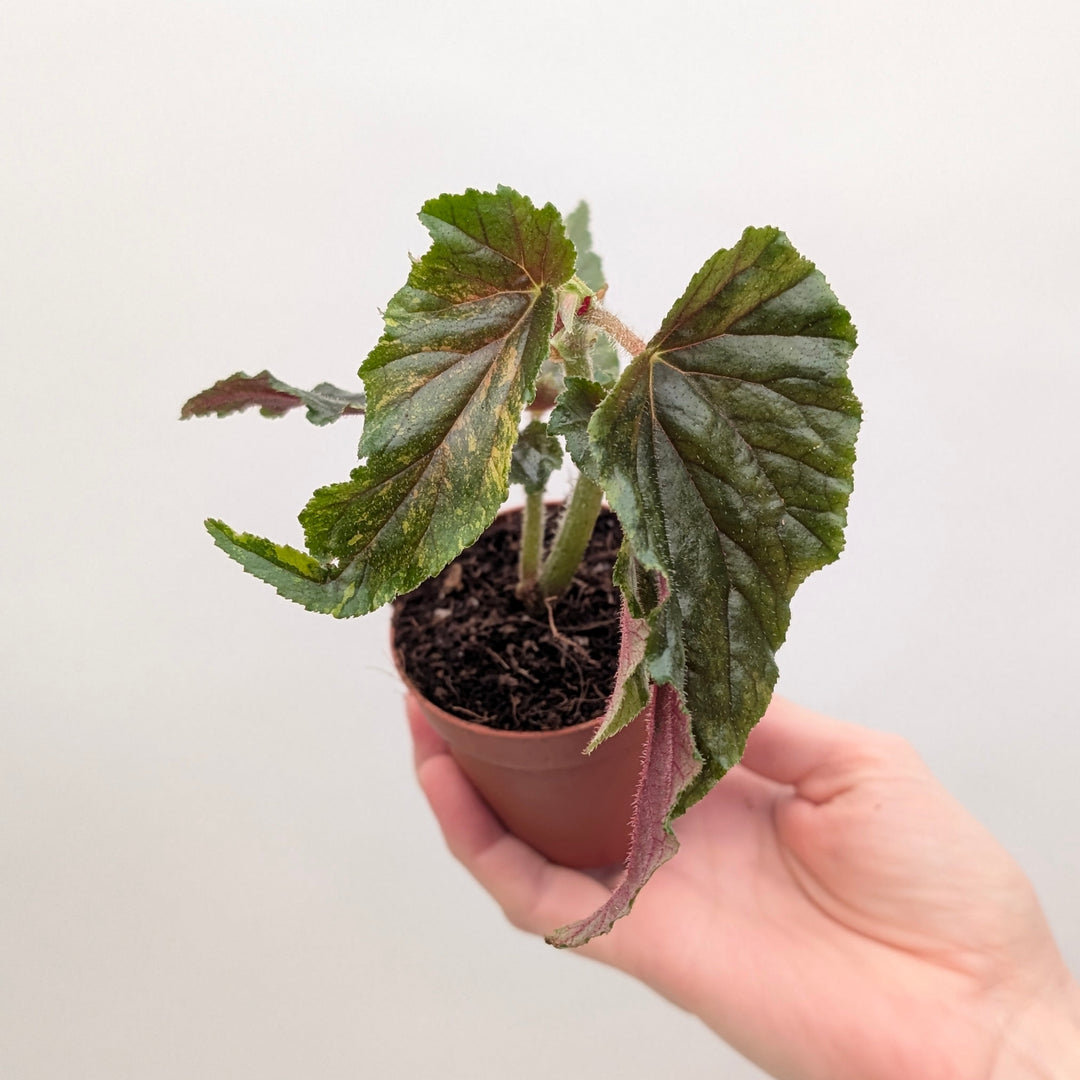 Begonia Ginny Galaxy Pink Variegated 7cm Plants GrowTropicals