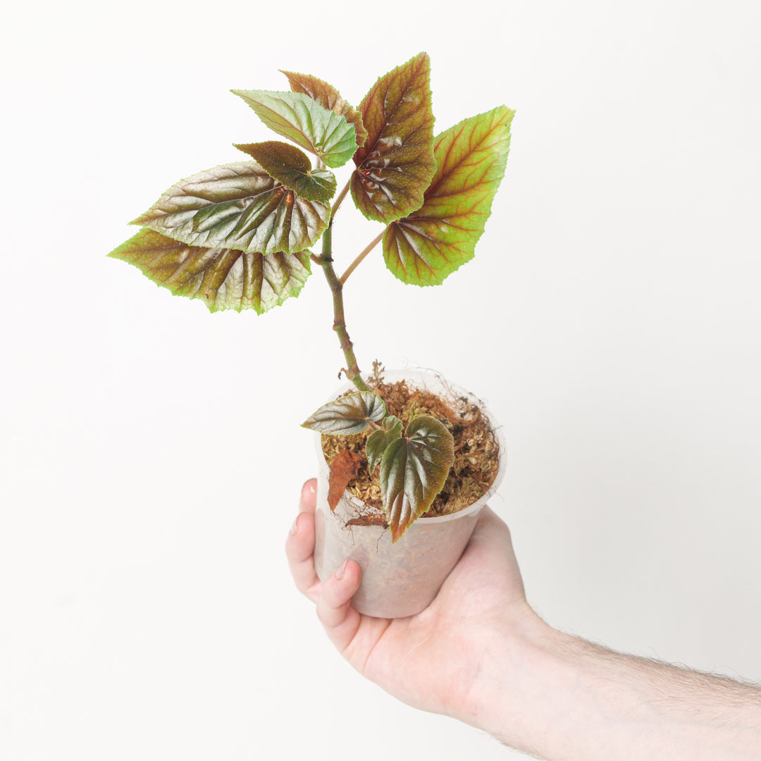 Begonia bachiensis Plants GrowTropicals