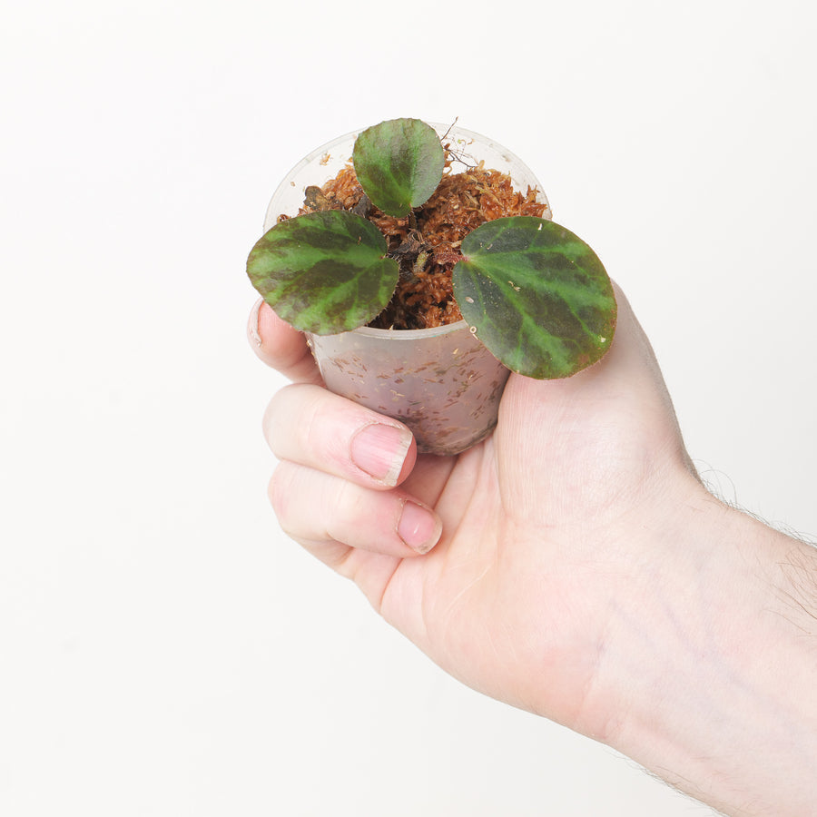 Begonia beijnenii 6cm Plants GrowTropicals