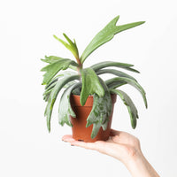 Cotyledon 'Staghorn'