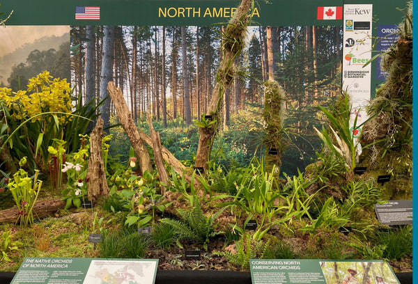 Four Maryland Orchids Featured at London’s Chelsea Flower Show
