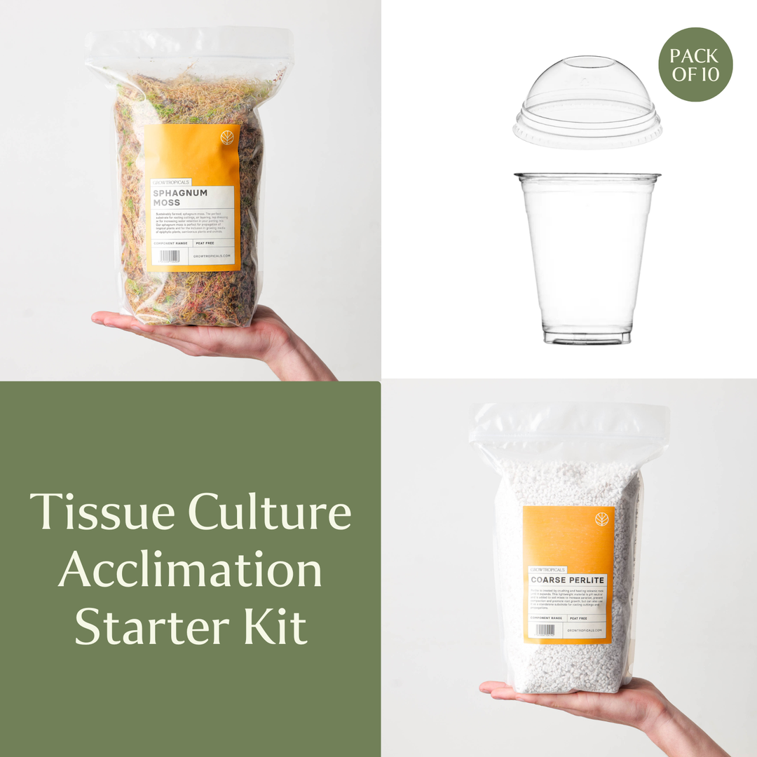 Tissue Culture Acclimation Starter Kit (excluding Hydrogen Peroxide) GrowTropicals