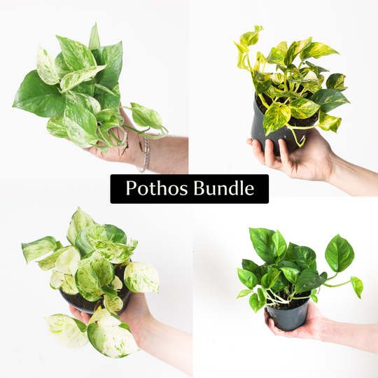 Pothos Bundle Plant Bundle GrowTropicals