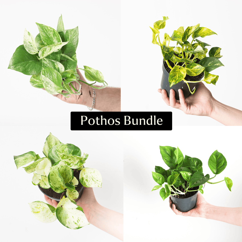 Pothos Bundle Plant Bundle GrowTropicals
