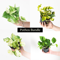 Pothos Bundle