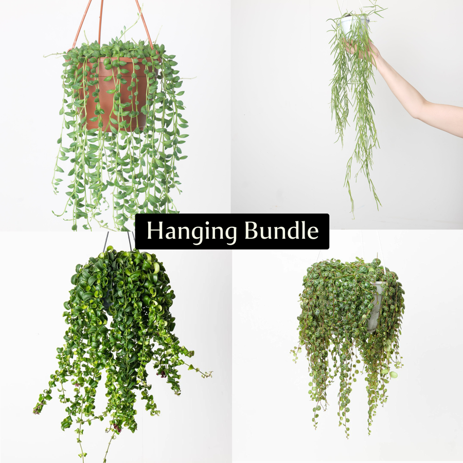 Hanging Bundle Plants GrowTropicals