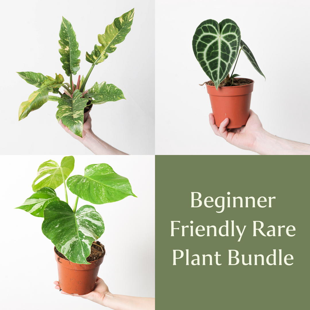 Easy Care Rare Beginner Bundle Plants GrowTropicals