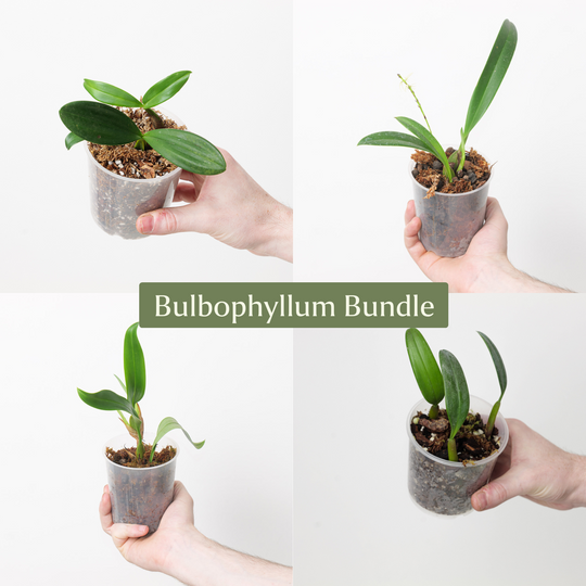 Bulbophyllum Bundle Plant Bundle GrowTropicals