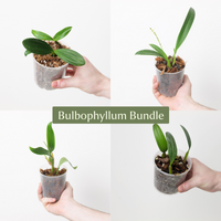 Bulbophyllum Bundle