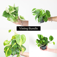 Vining Bundle