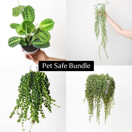 Pet Safe Bundle Plant Bundle GrowTropicals