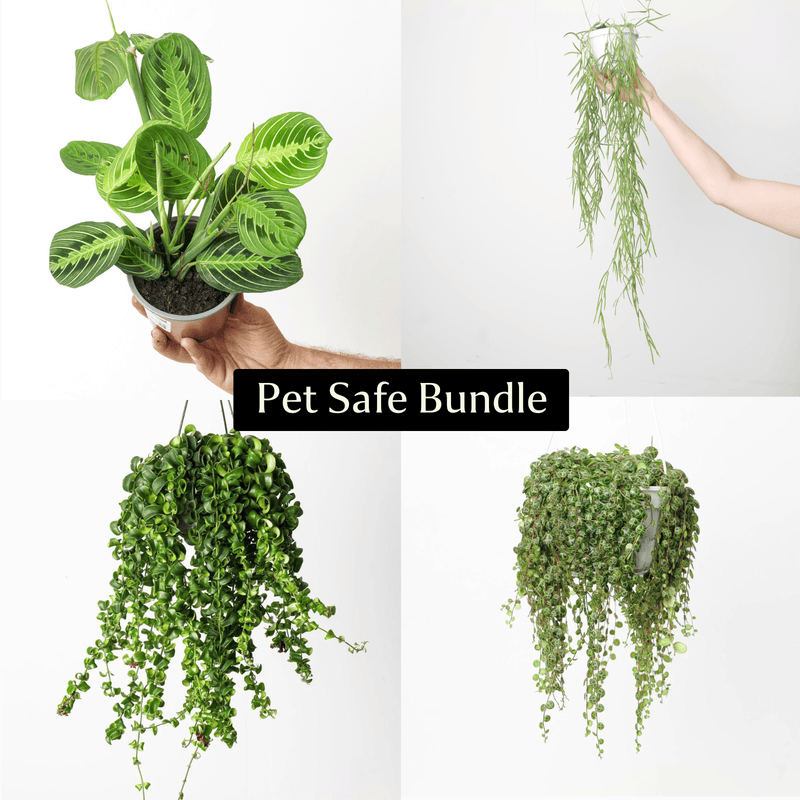 Pet Safe Bundle Plant Bundle GrowTropicals
