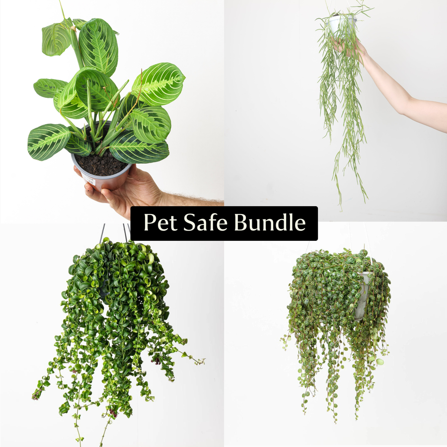 Pet Safe Bundle Plants GrowTropicals