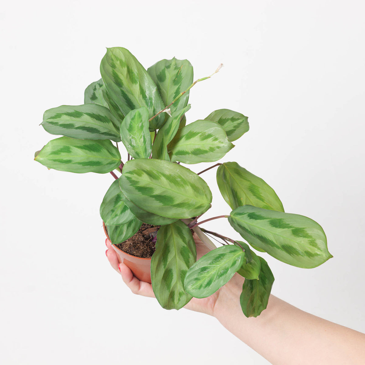 Maranta cristata 'Intense' | Plants | GrowTropicals.com