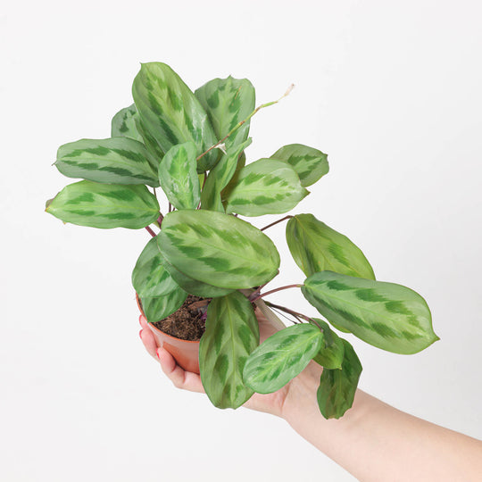 Maranta cristata 'Intense' Plants GrowTropicals