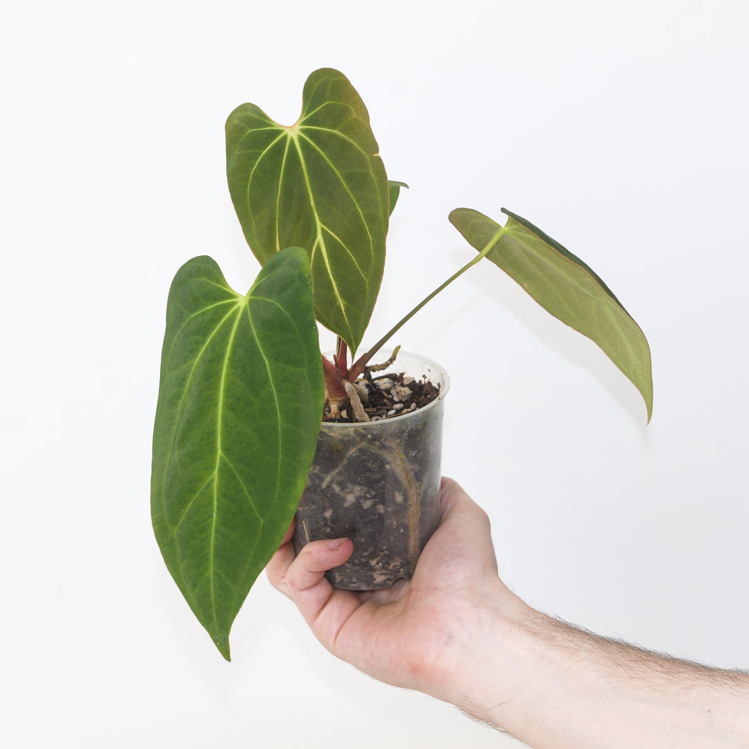 Anthurium ‘Dark Phoenix’ × ‘Fort Sherman’ 9cm / #19 Plants GrowTropicals