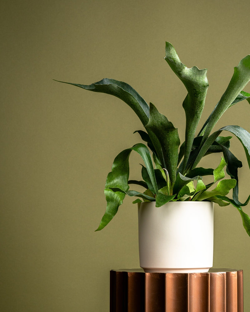 A-Z Plant Care Guides