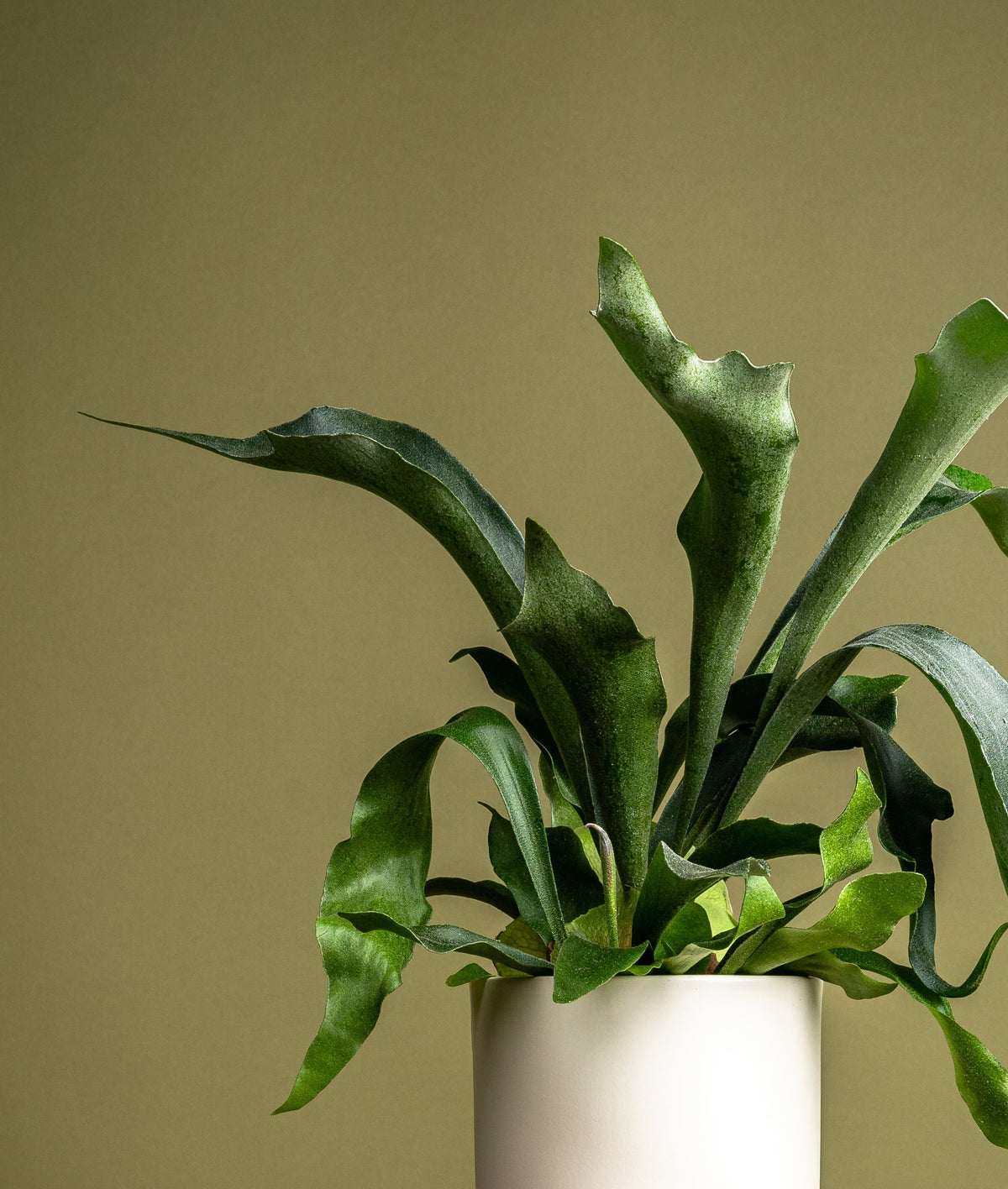 Buy houseplants online from GrowTropicals with UK-wide delivery
