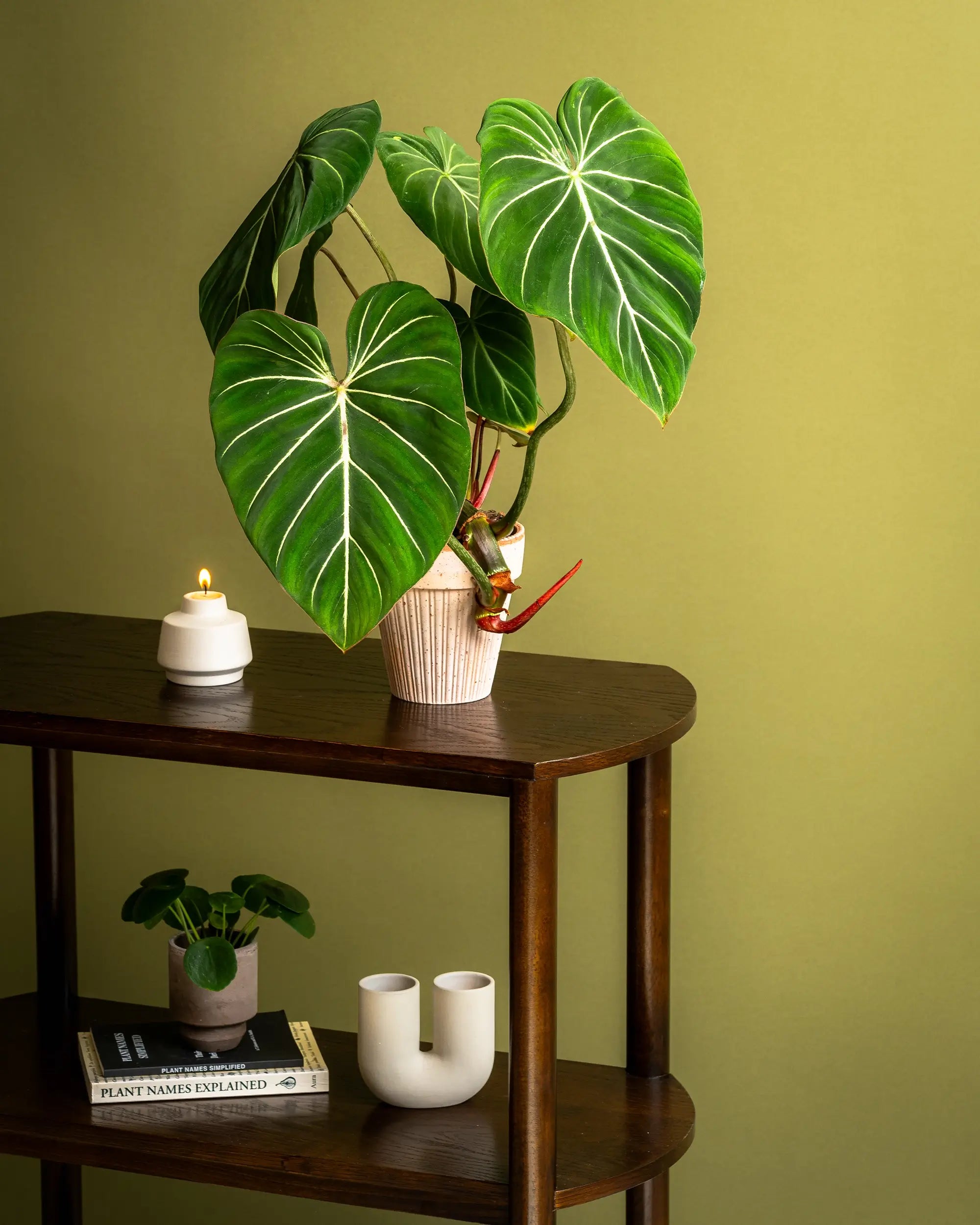 Monstera Star Shadow Tissue Culture - Deliciosa Shadow– – Starter