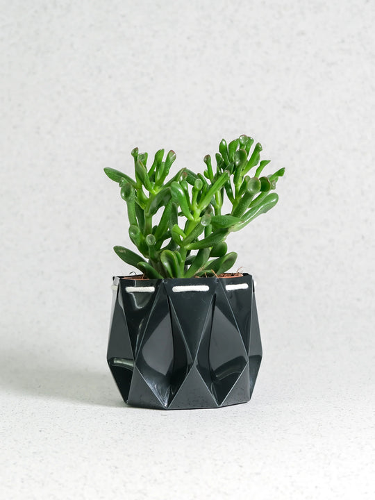 POTR Ocean Pot Midnight Green Pots & Planters POTR