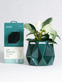 POTR Ocean Pot Deep Green