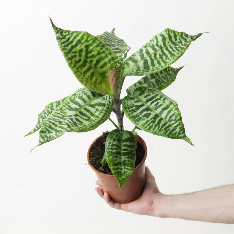 Dracaena goldieana 14cm Plants GrowTropicals
