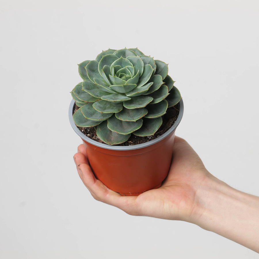 Echeveria 'Ami Taco' - GROW TROPICALS