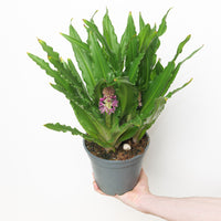 Eucomis comosa | Pineapple Lily