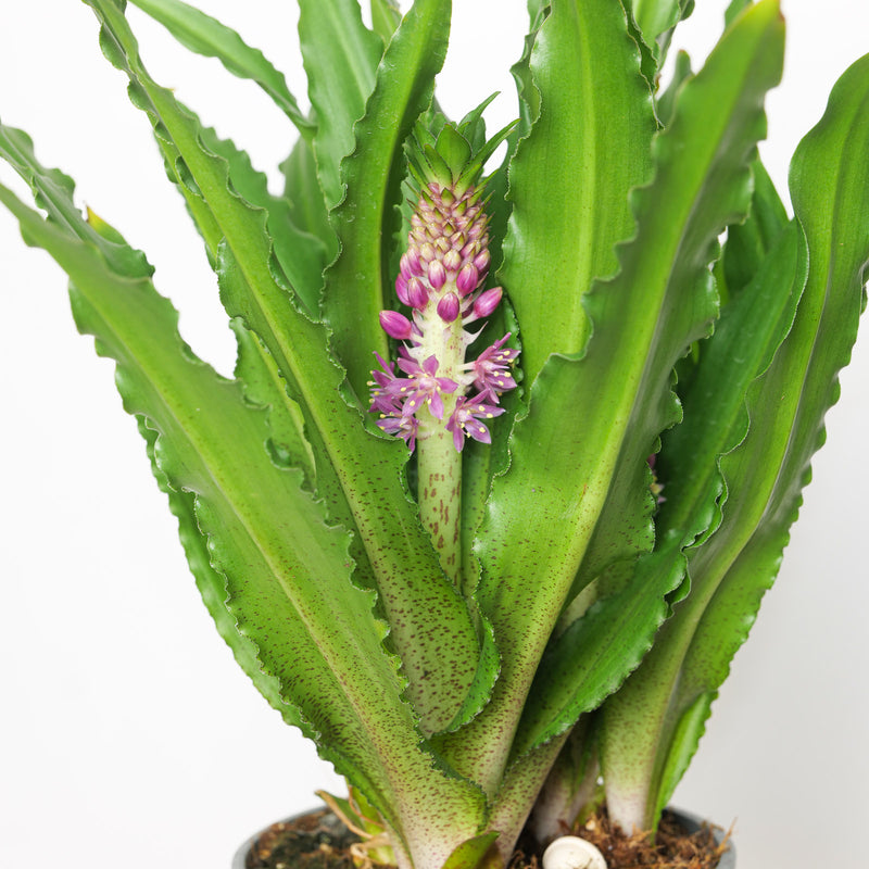 Eucomis comosa | Pineapple Lily Plants - Outdoor GROW TROPICALS