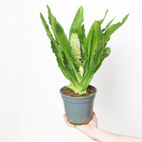 Eucomis autumnalis | Pineapple Lily