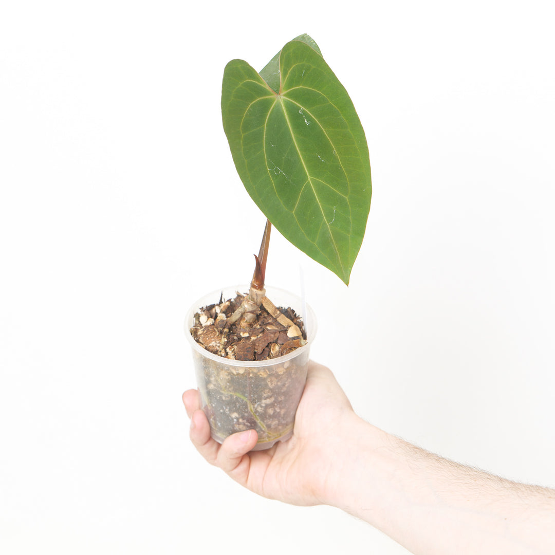 Anthurium Fort Sherman x RVDP