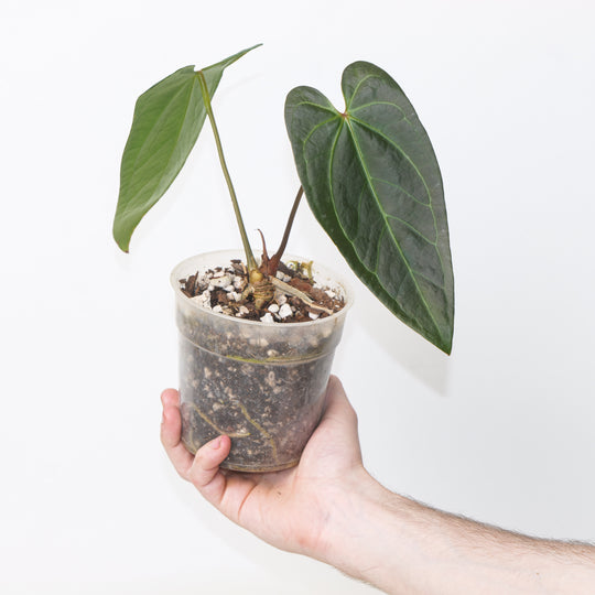 Anthurium ‘Fort Sherman’ × ‘Dark Phoenix’ - Glossy Form Plants GrowTropicals