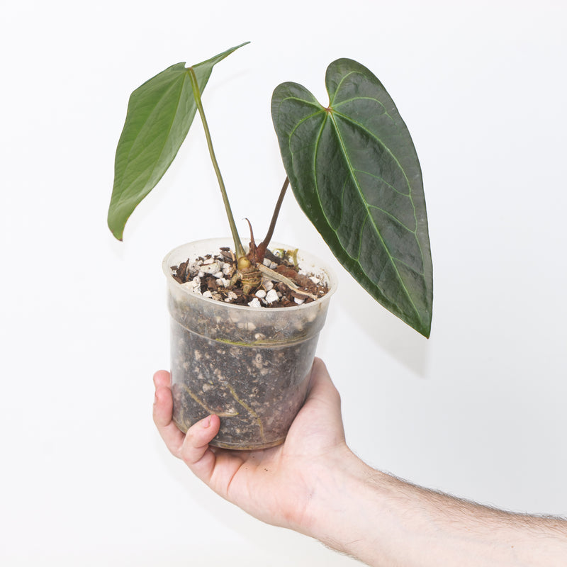 Anthurium ‘Fort Sherman’ × ‘Dark Phoenix’ - Glossy Form Plants GrowTropicals