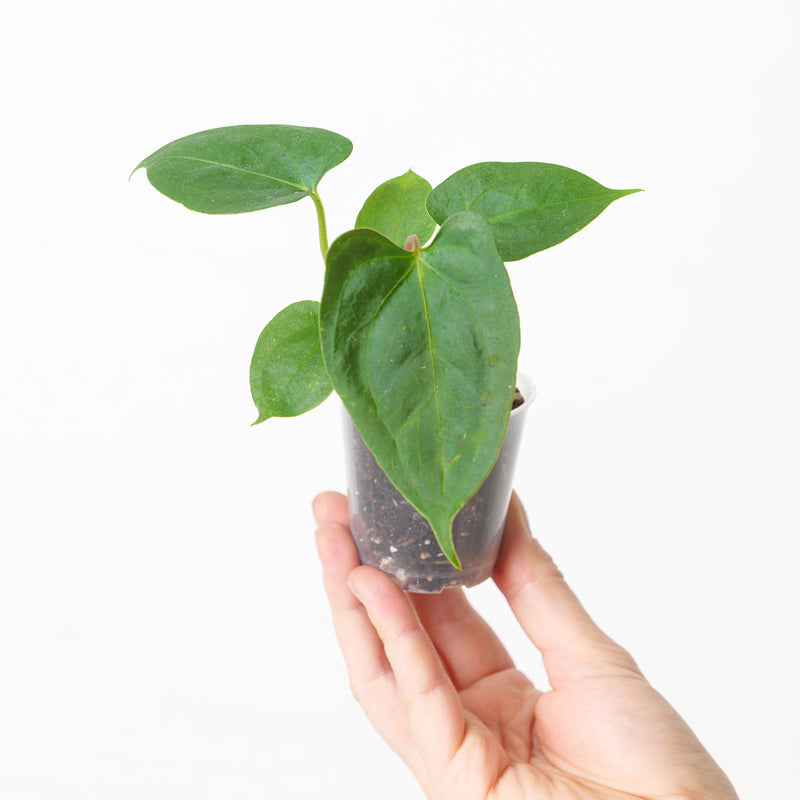 Anthurium (Papililamium 'Marie' x subsignatum) x (Flat Sinus Papi FSxRL) Plants GrowTropicals