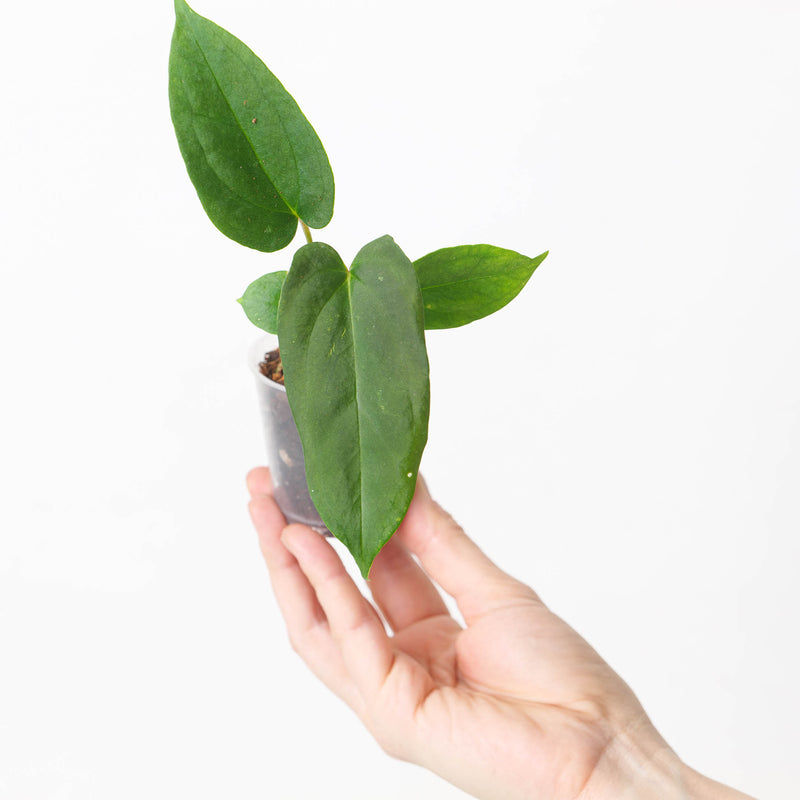 Anthurium (Papililamium 'Marie' x subsignatum) x (Flat Sinus Papi FSxRL) — 6cm (Medium established seedling - Grower Choice)