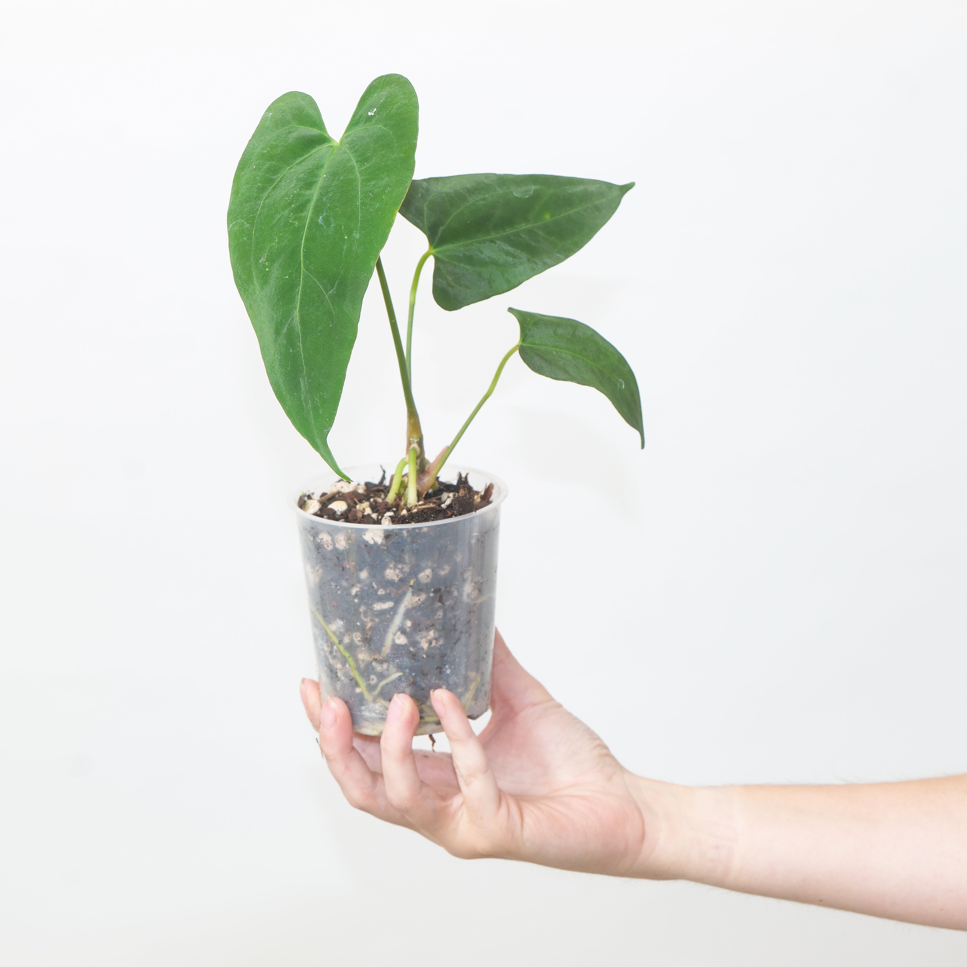 Anthurium Fort Sherman x RVDP | Plants | GrowTropicals.com