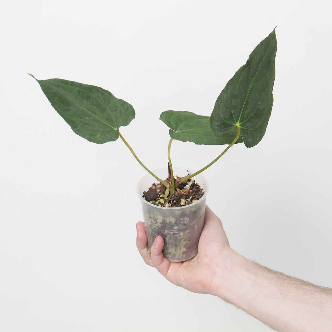 anthurium sales fort myers Anthurium 'Fort Sherman' x papillilaminum GY