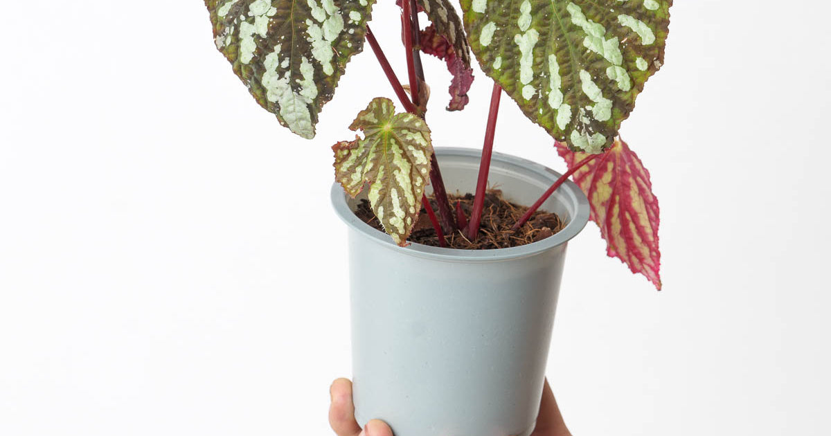 Begonia sp. aff. aiensis | Plants