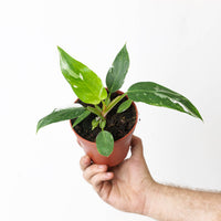 Philodendron White Princess