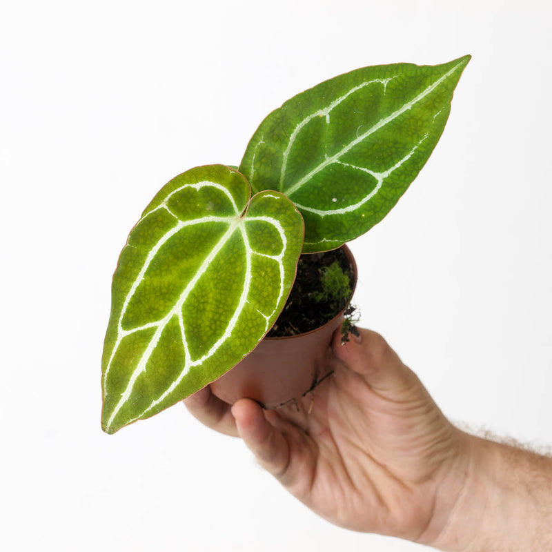 Anthurium crystallinum x 9cm Plants GrowTropicals