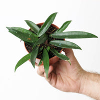 Hoya cv. Minibelle
