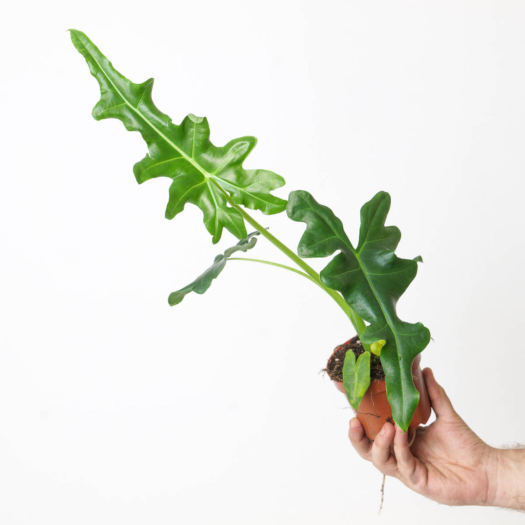 Alocasia portei - GROW TROPICALS