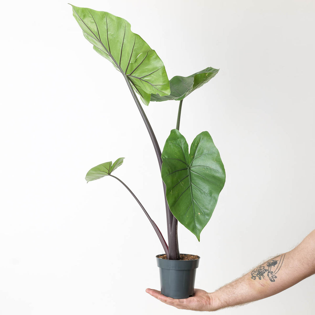 alocasia black stem elephant ear plant Alocasia 'Black Stem' | Plants