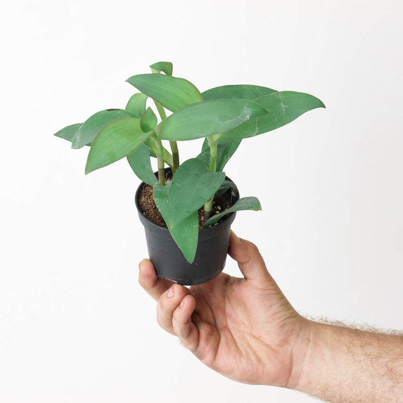 Tradescantia sp. Blue 9cm Plants GrowTropicals