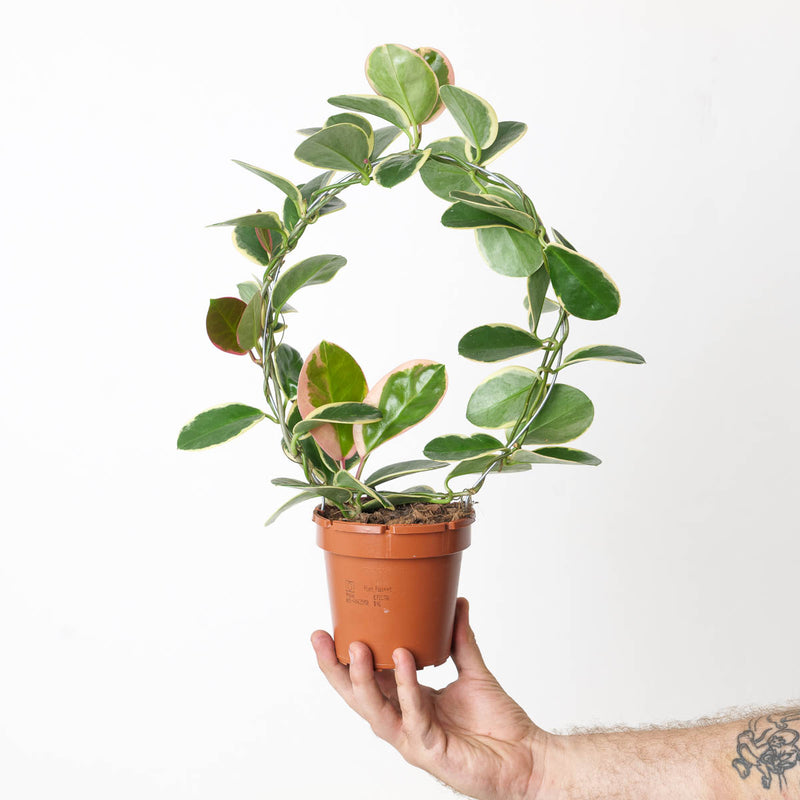 Hoya australis 'Outer Variegated' Blondie 12cm (Hoop) Plants GrowTropicals
