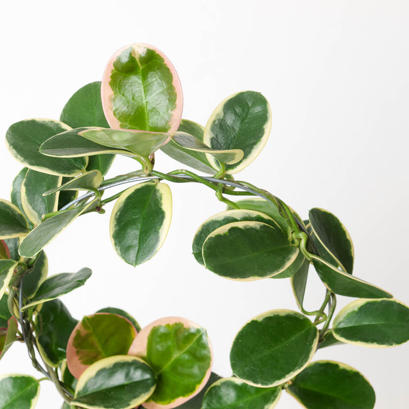 Hoya australis 'Outer Variegated' Blondie Plants GrowTropicals