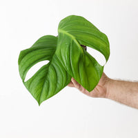 Monstera sp. 'radicans'