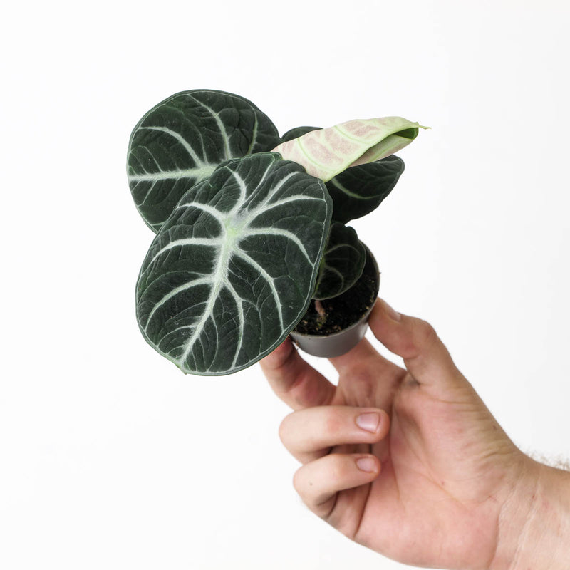 Alocasia Ninja — 6cm