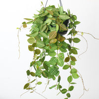Dischidia ovata | Watermelon Plant